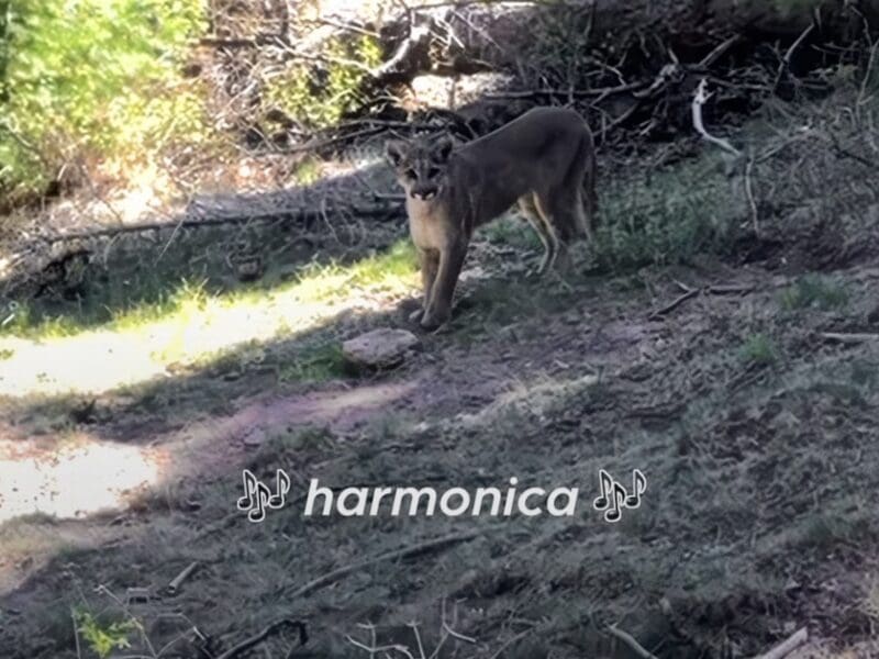 Solo hiker scares away mountain lion by playing harmonica.