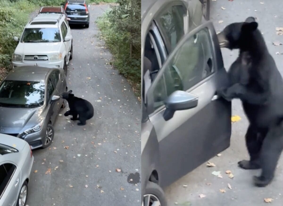 Black bear opens a car door.