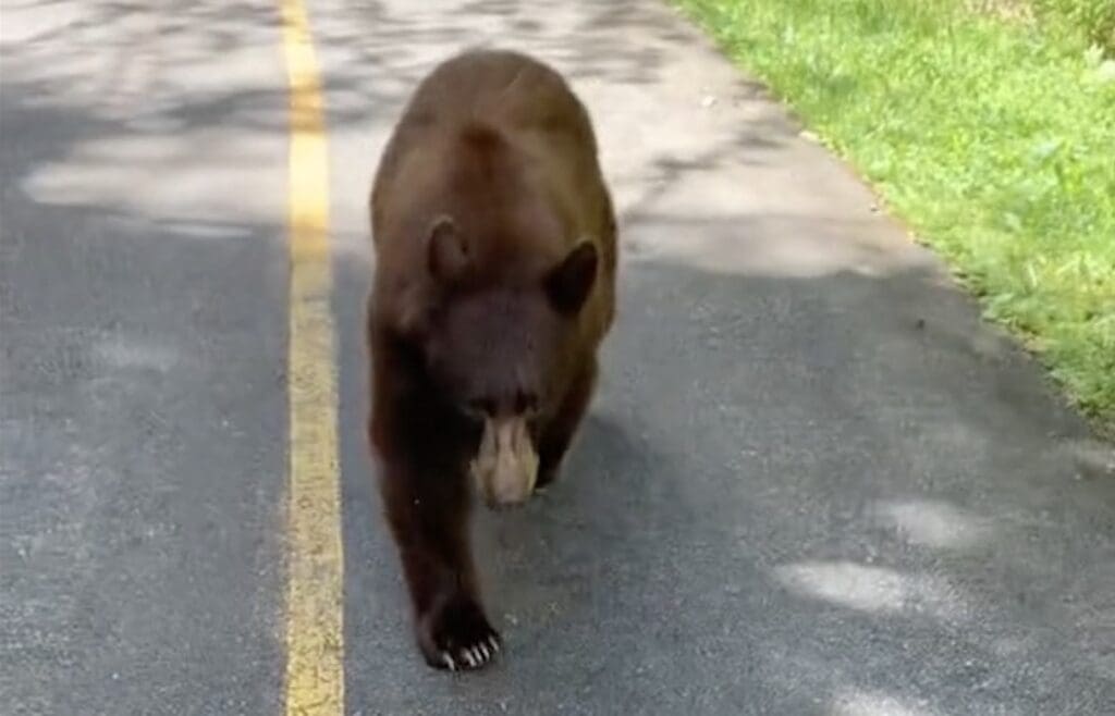 Black bear follows Whistler walker for several minutes.