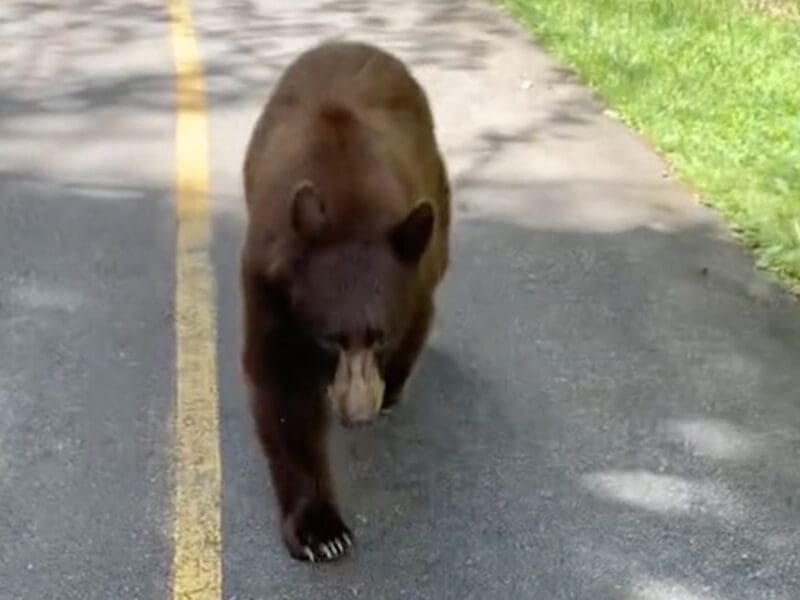 Black bear follows Whistler walker for several minutes.