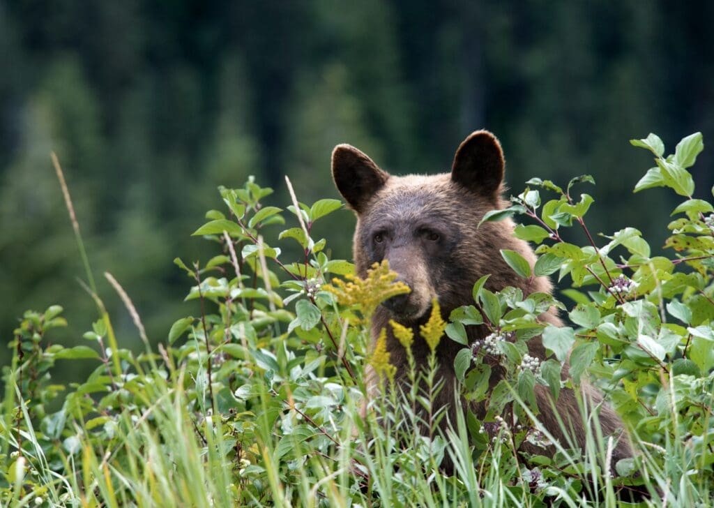 Black bear in Glacier National Park.