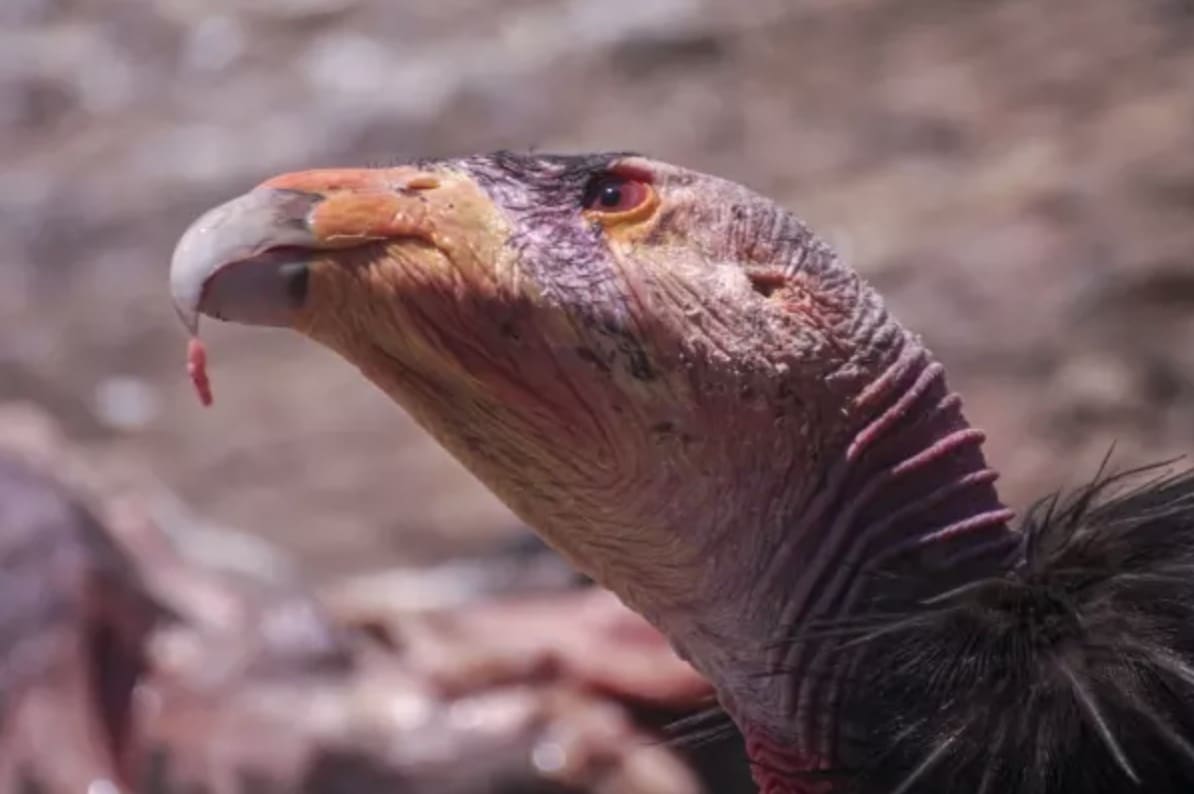 California Condor.