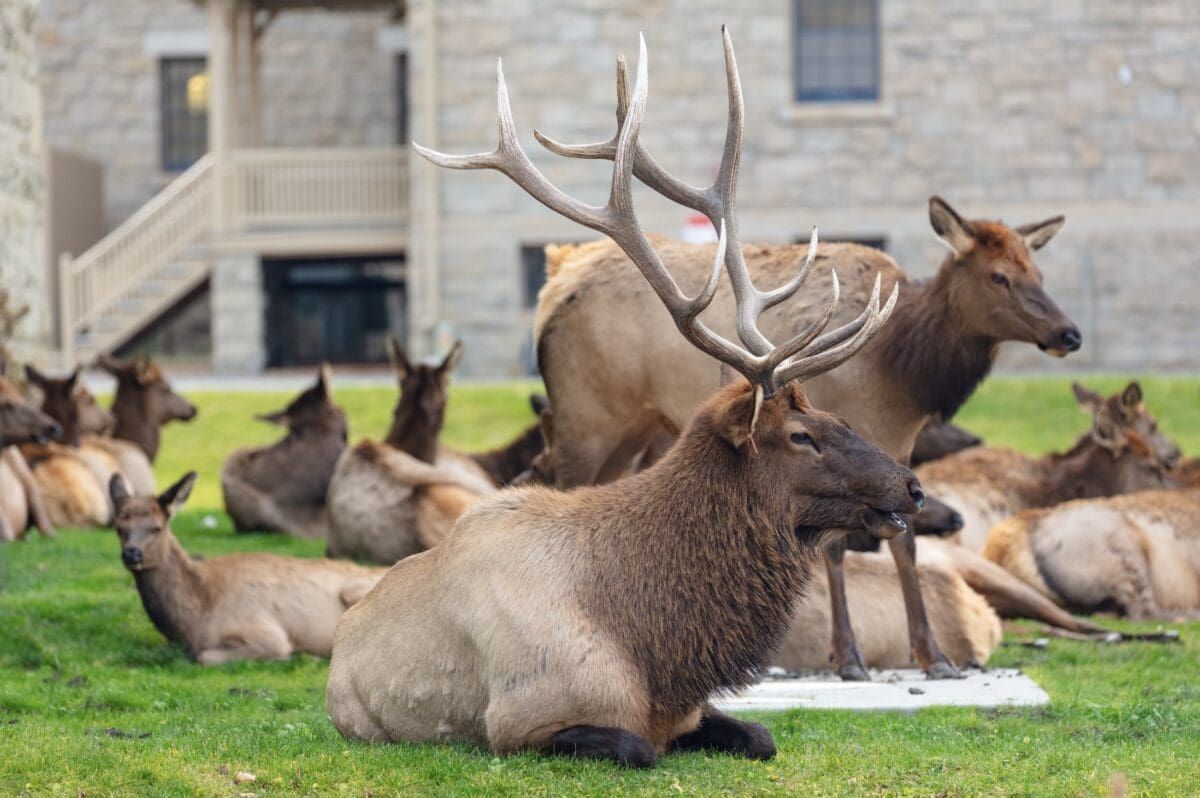 Bull elk and harem.