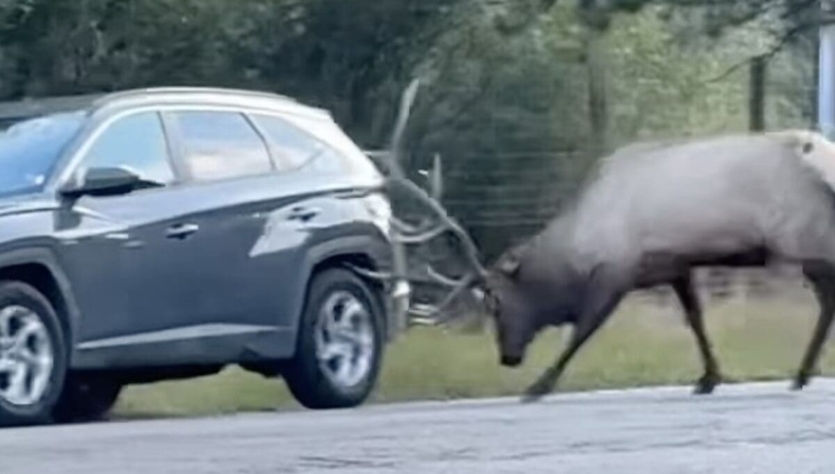 Bull elk charges at passing car.