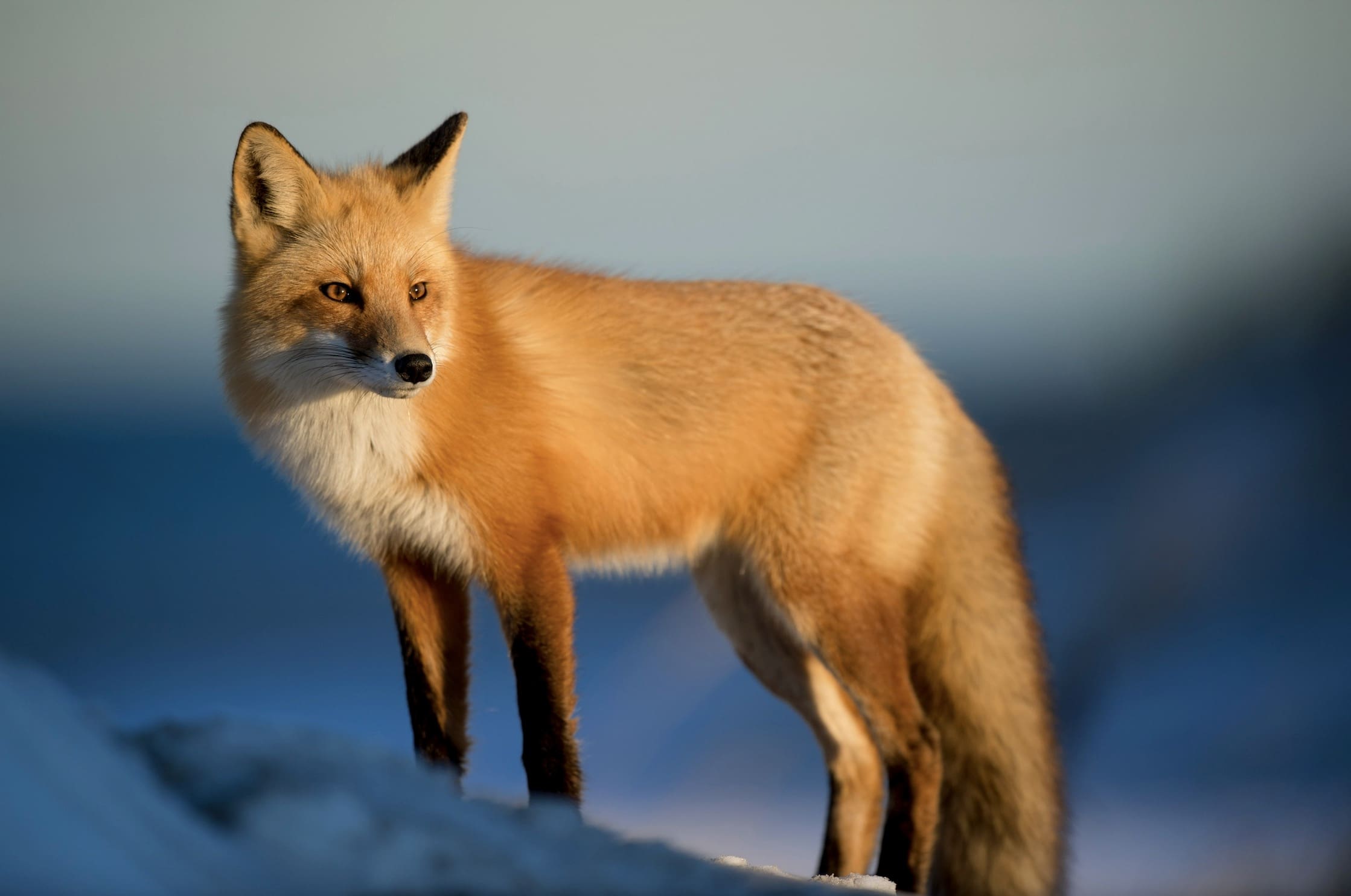 Aggressive Fox Sparks Warnings @ Vermont's Mount Tom