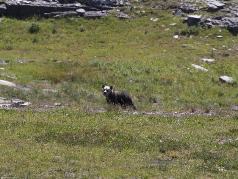 Grizzly bear in Glacier National Park.
