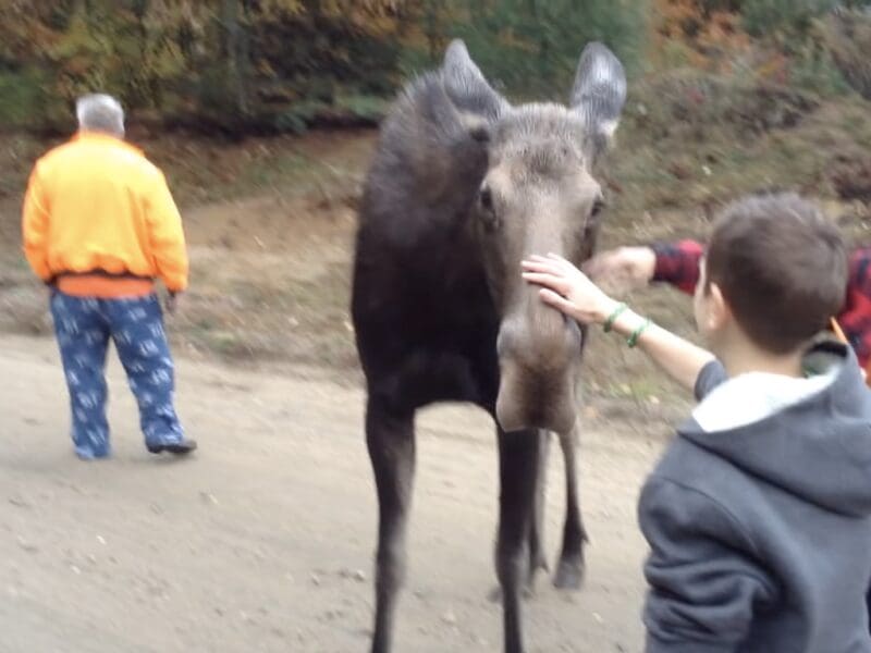 People pet and feed a moose.