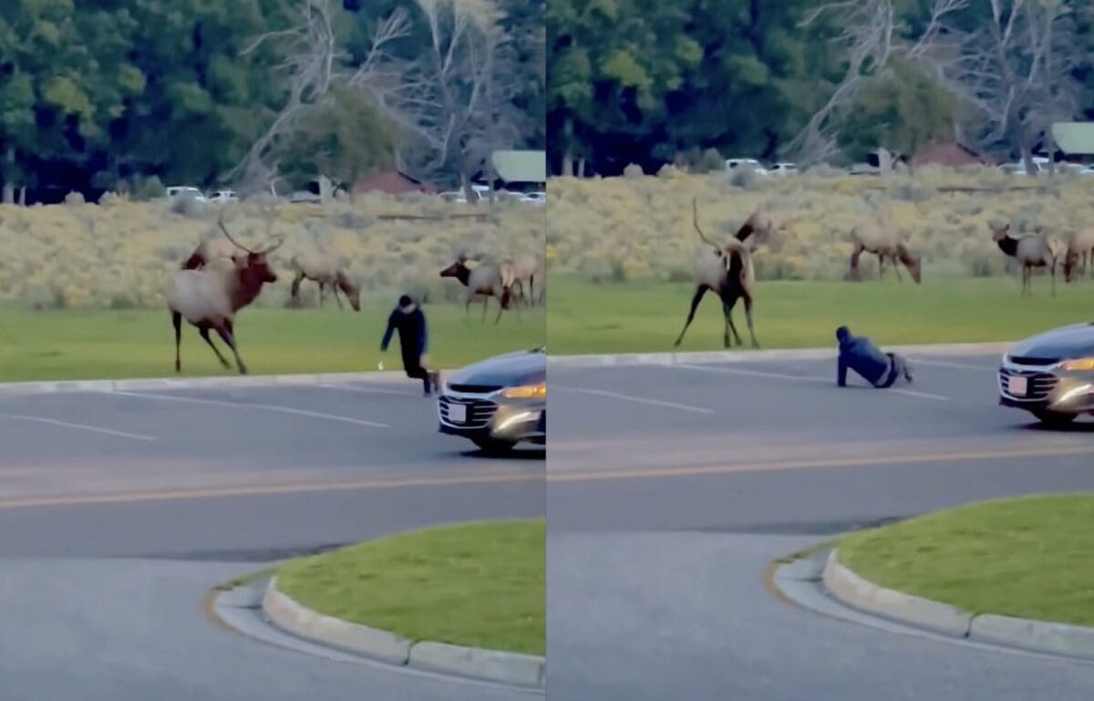 Tourist sent tumbling by charging elk.