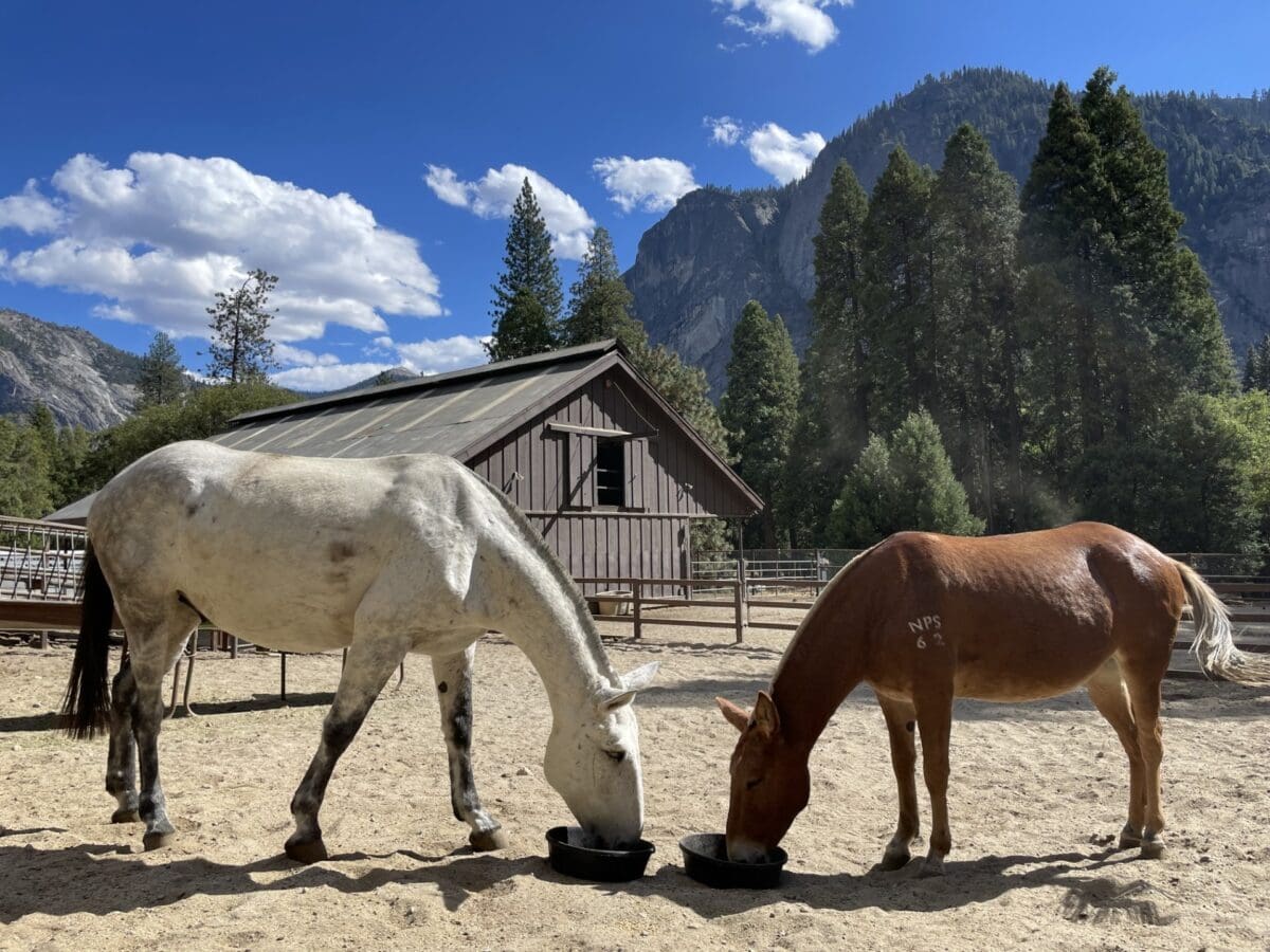 National Mule Appreciation Day @ Yosemite National Park