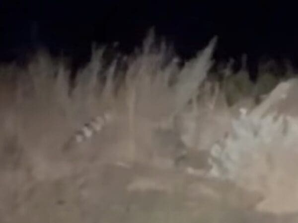 Ringtail cat spotted at Texas State Park.