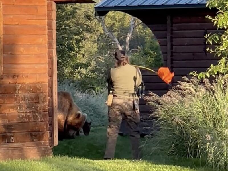 Park ranger uses flagstick to chase away grizzly bears