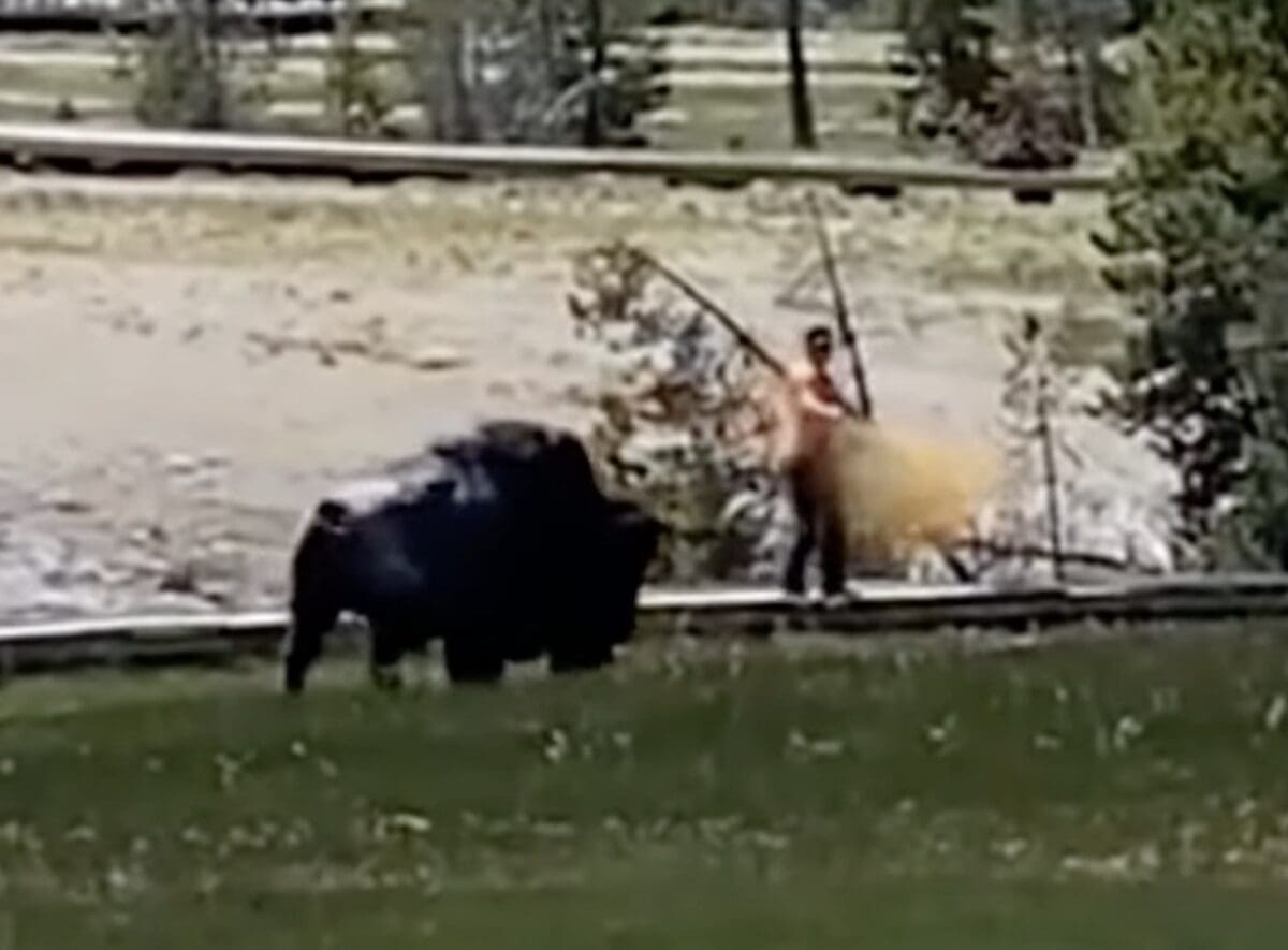 Bison gets bear sprayed @ Yellowstone National Park