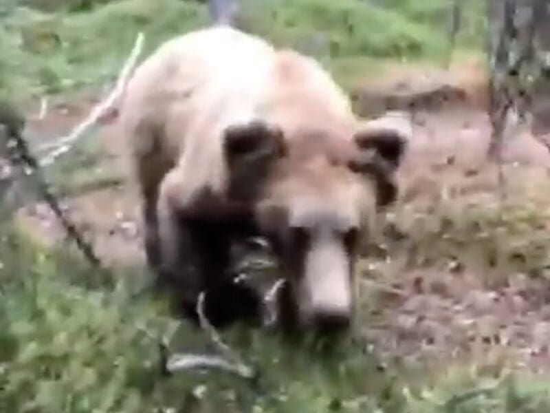 Trail runner grizzly bear encounter @ Katmai National Park