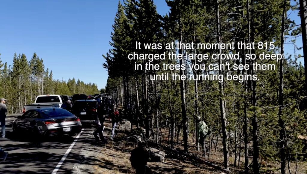 Grizzly charges large group of tourists @ Yellowstone National Park