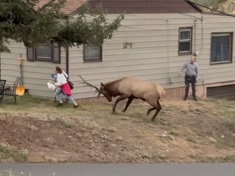 Tourists run from bull elk @ Estes Park, Colorado