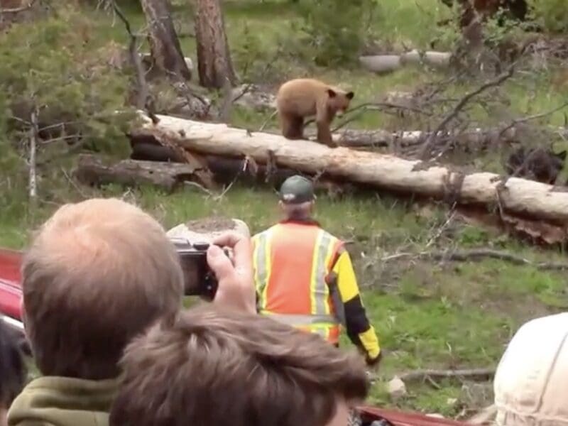 Park ranger deploys bear spray @ Yellowstone National Park