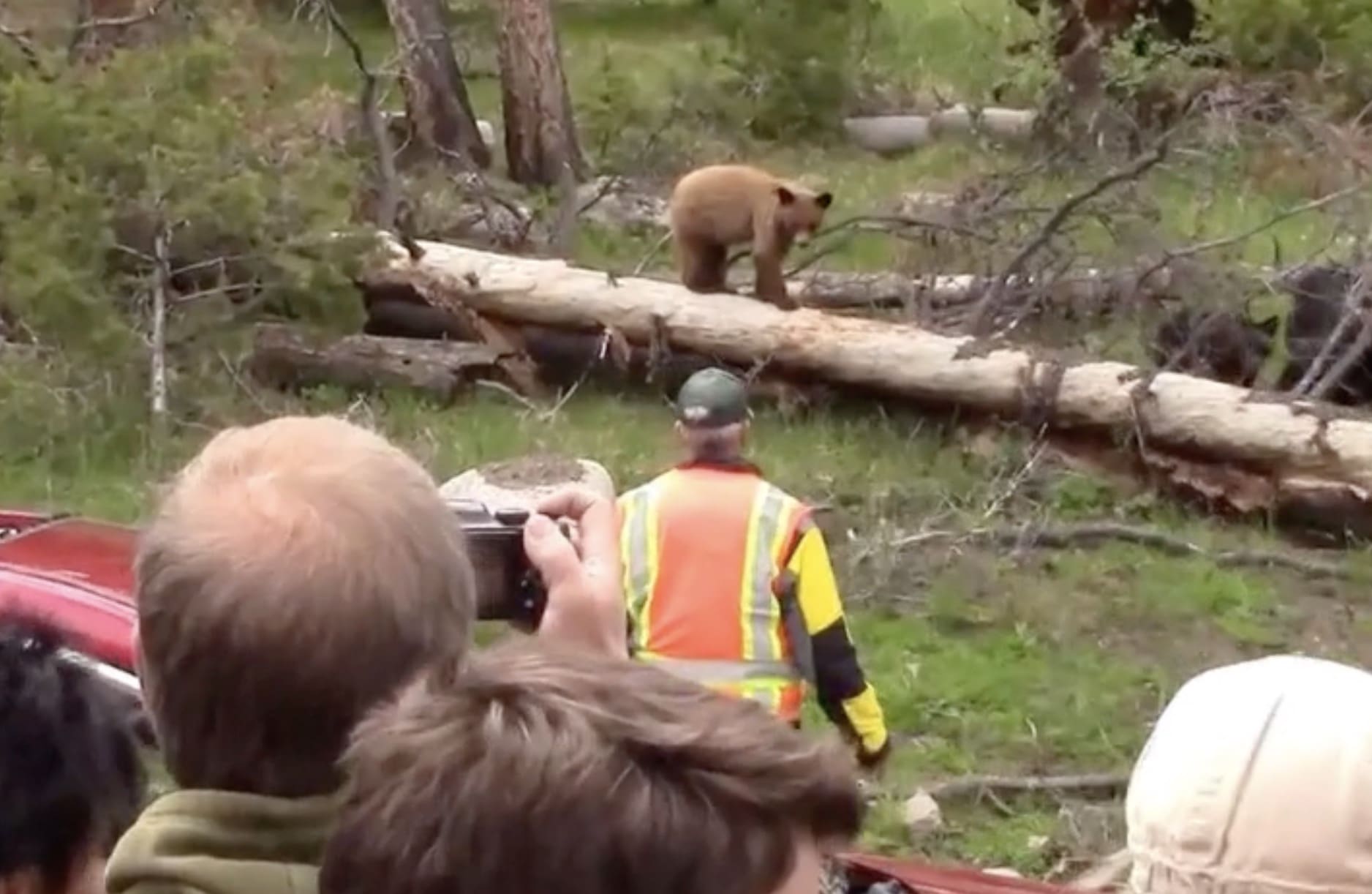 Ranger Blasts Roadside Bear With Bear Spray @ Yellowstone National Park ...