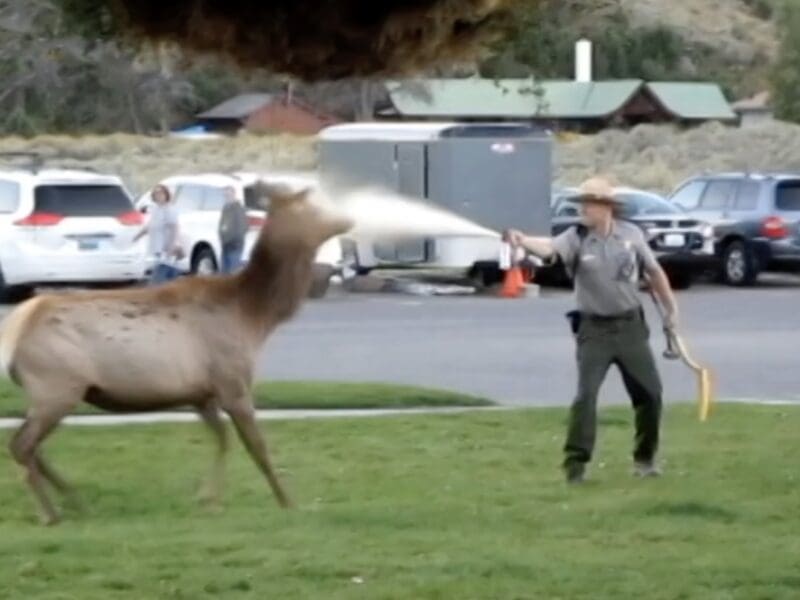 Park ranger blasts elk with bear spray @ Yellowstone National Park