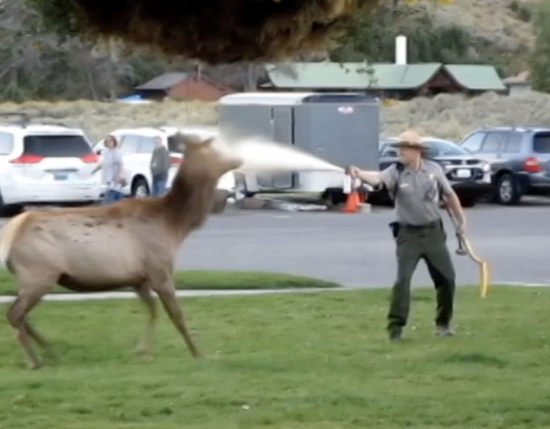 Ranger Blasts Elk With Bear Spray @ Yellowstone National Park ...