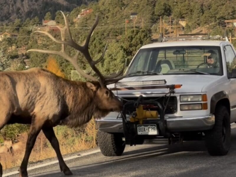Sun blinded truck driver nearly hits bull elk.