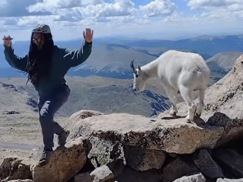 Tourist evades mountain goat @ Mount Blue Sky