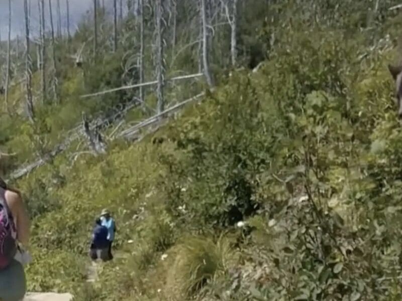 Hikers squeeze past grizzly bear on Highline Trail at Glacier National Park.