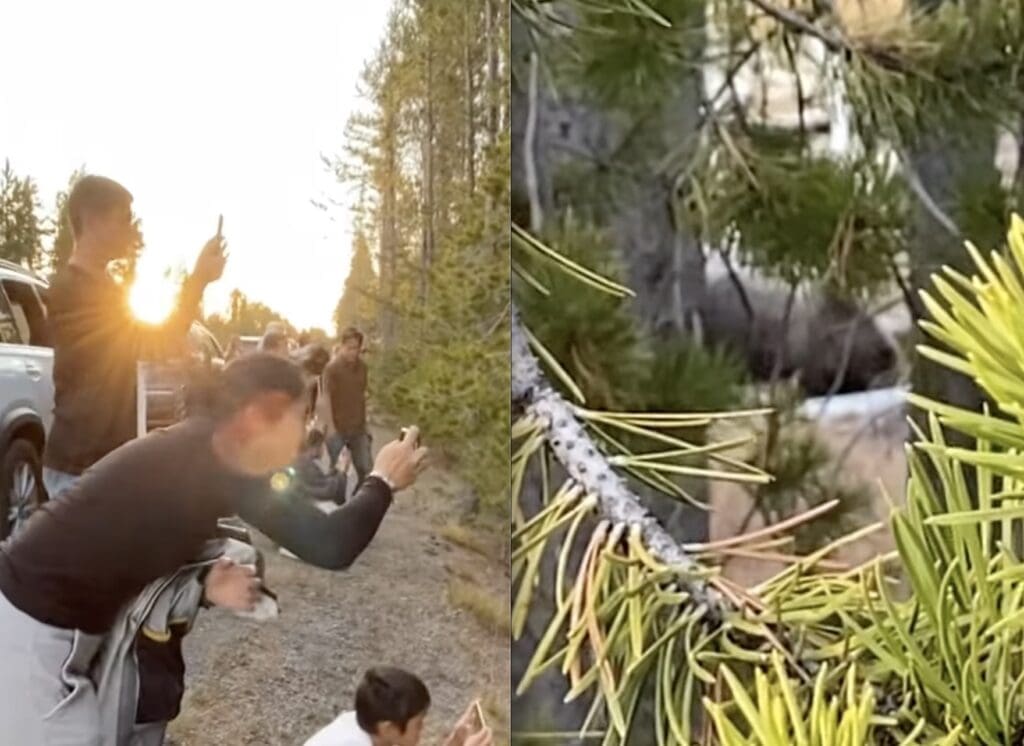 Tourists crowd too close to a grizzly bear.