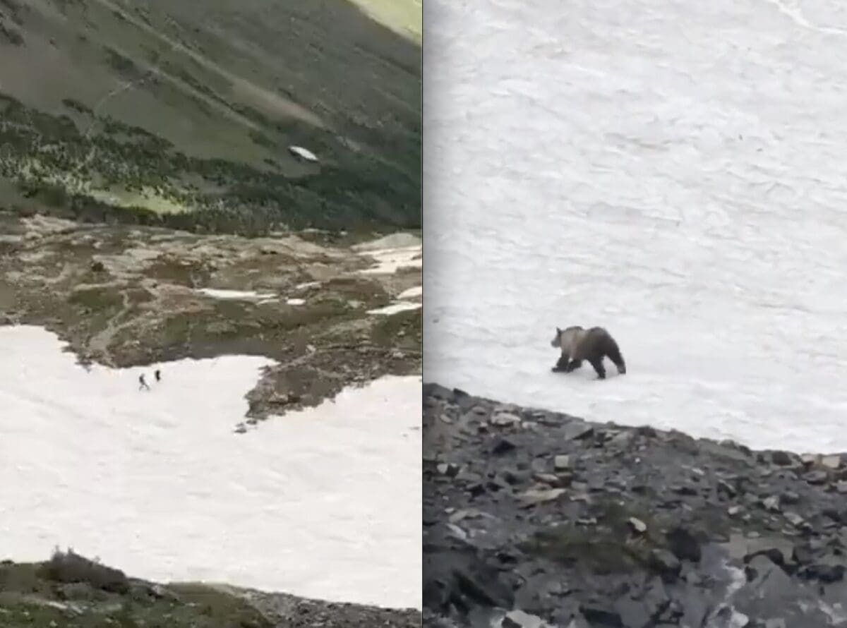 Hikers run from a grizzly bear in Glacier National Park.