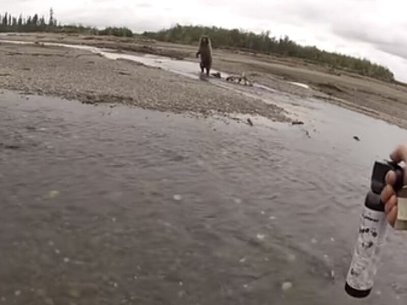 Fishermen pursued by a grizzly bear.