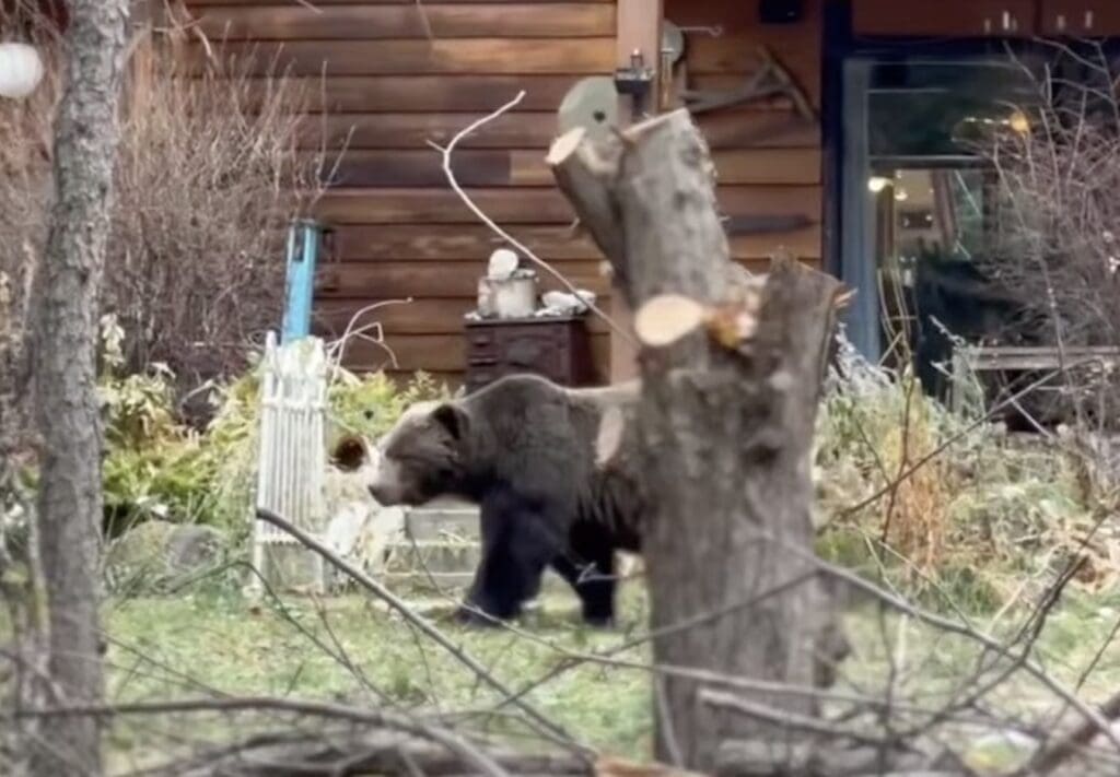 Banff's largest grizzly bear eats crab apples in residential neighborhood.