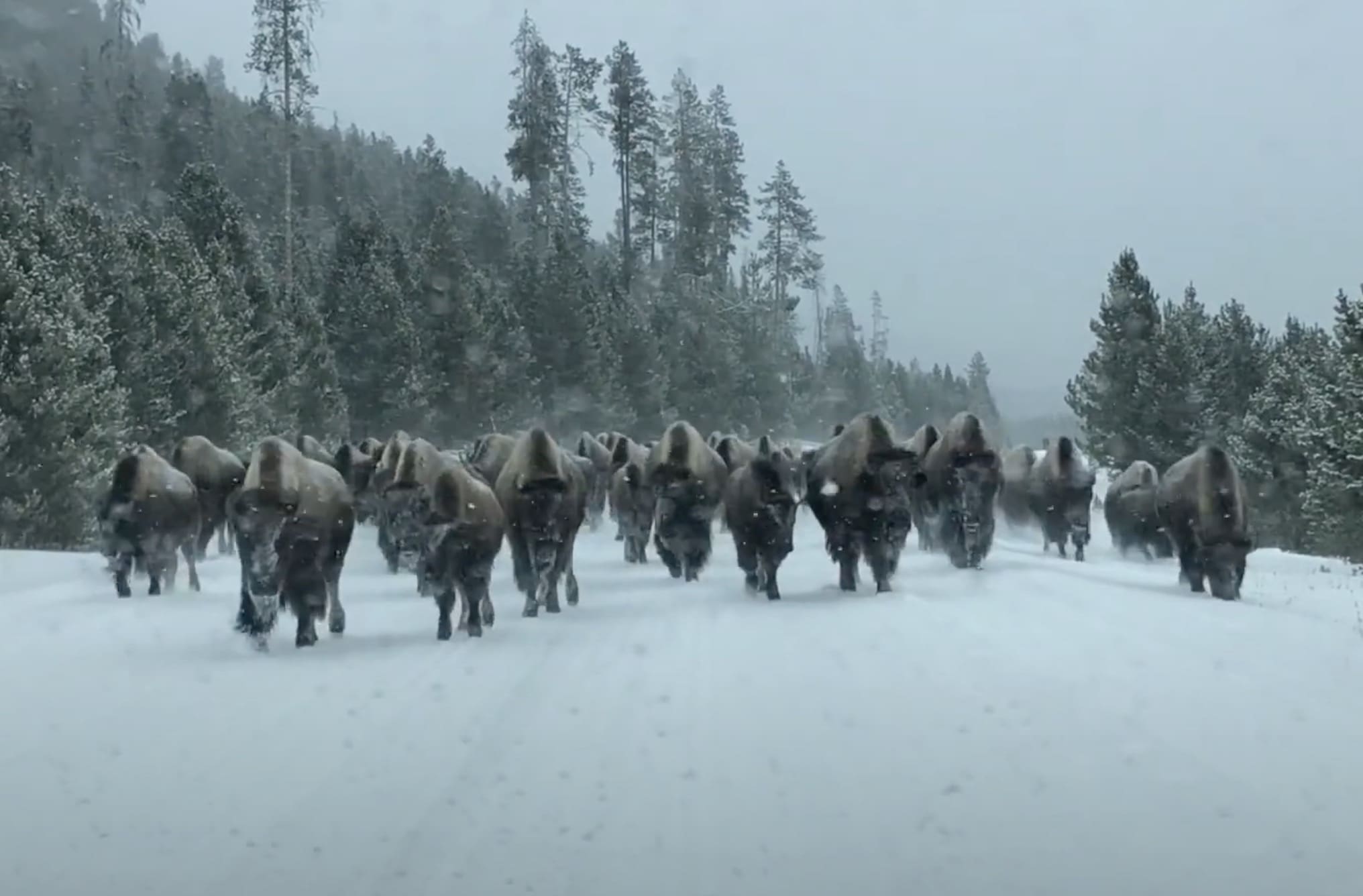 Bison Herd Harassed By Wolf Pack @ Yellowstone National Park ...