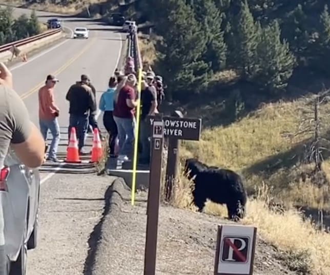 Tourists approaching bear stopped by park ranger @ Yellowstone Nation Park