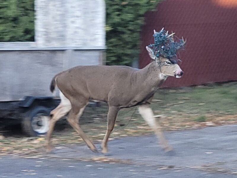 Wildlife Christmas decorations PSA