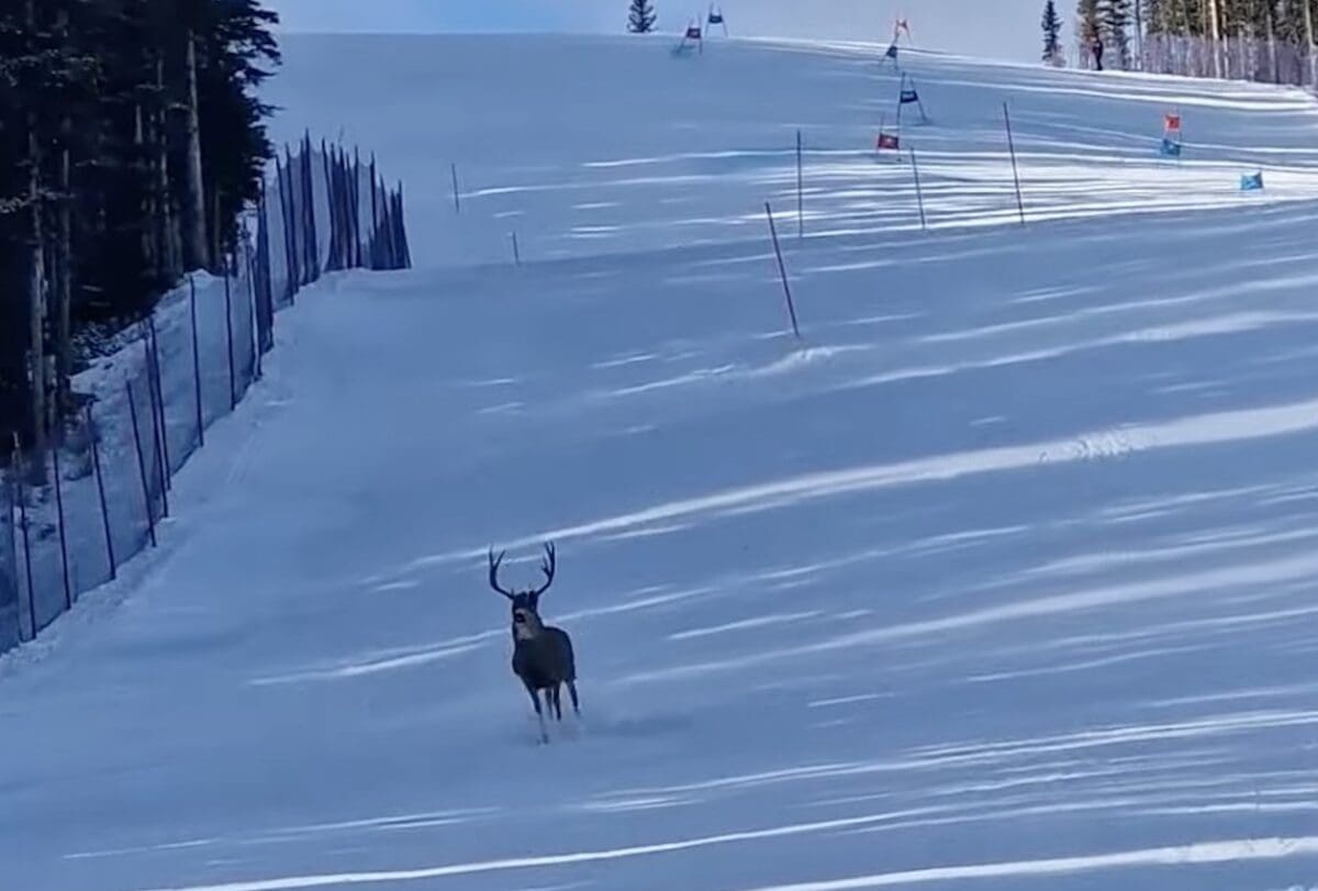 Buck on the ski slope.