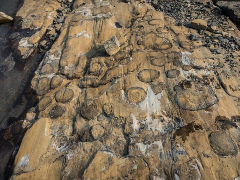Stromatolites in Glacier National Park.