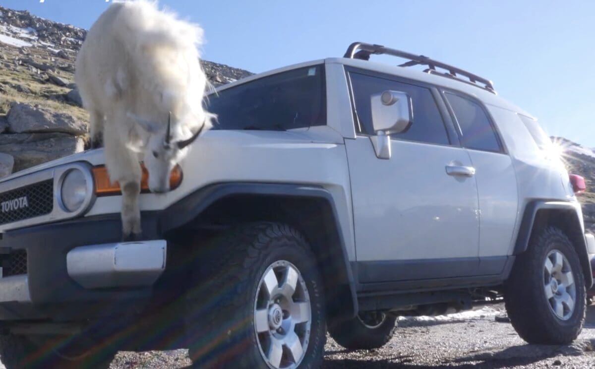 Mountain Goat on a Toyota.