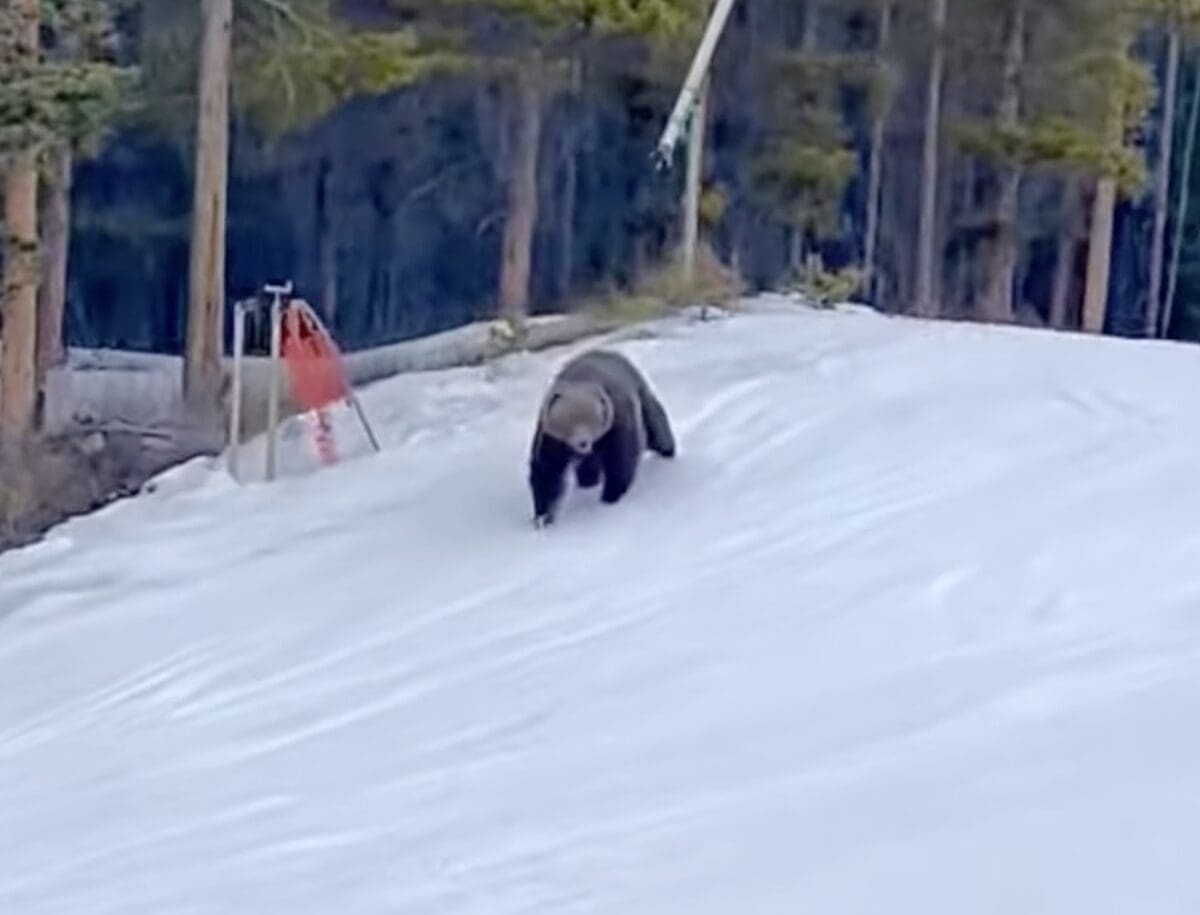 Grizzly bear on the slopes at Lake Louise.