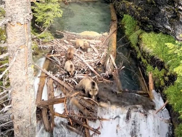 Grizzly bear family crosses floating bridge in Glacier National Park.