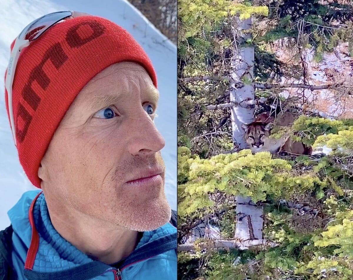 Mountain lion keeps a keen eye on a backcountry skier.
