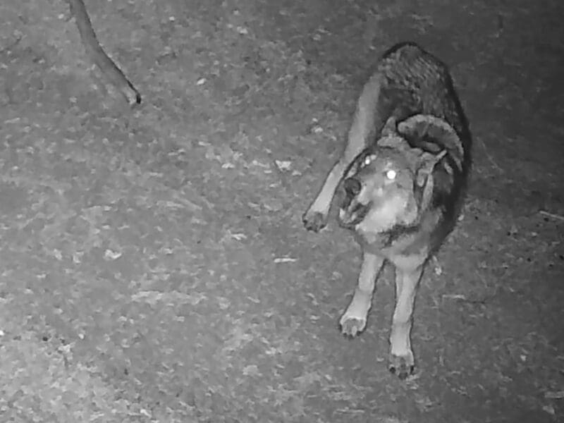 Wolf in California's Yowlumni Pack (not the new Diamond Pack).