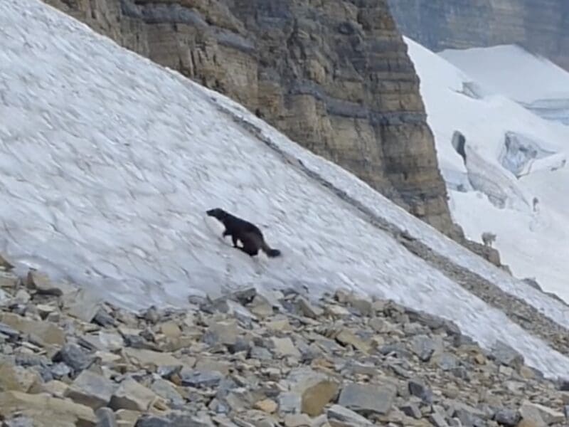 Wolverine filmed @ Glacier National Park
