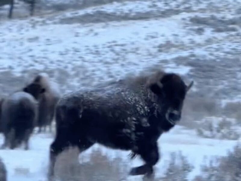 Bison enjoying snow @ Yellowstone National Park