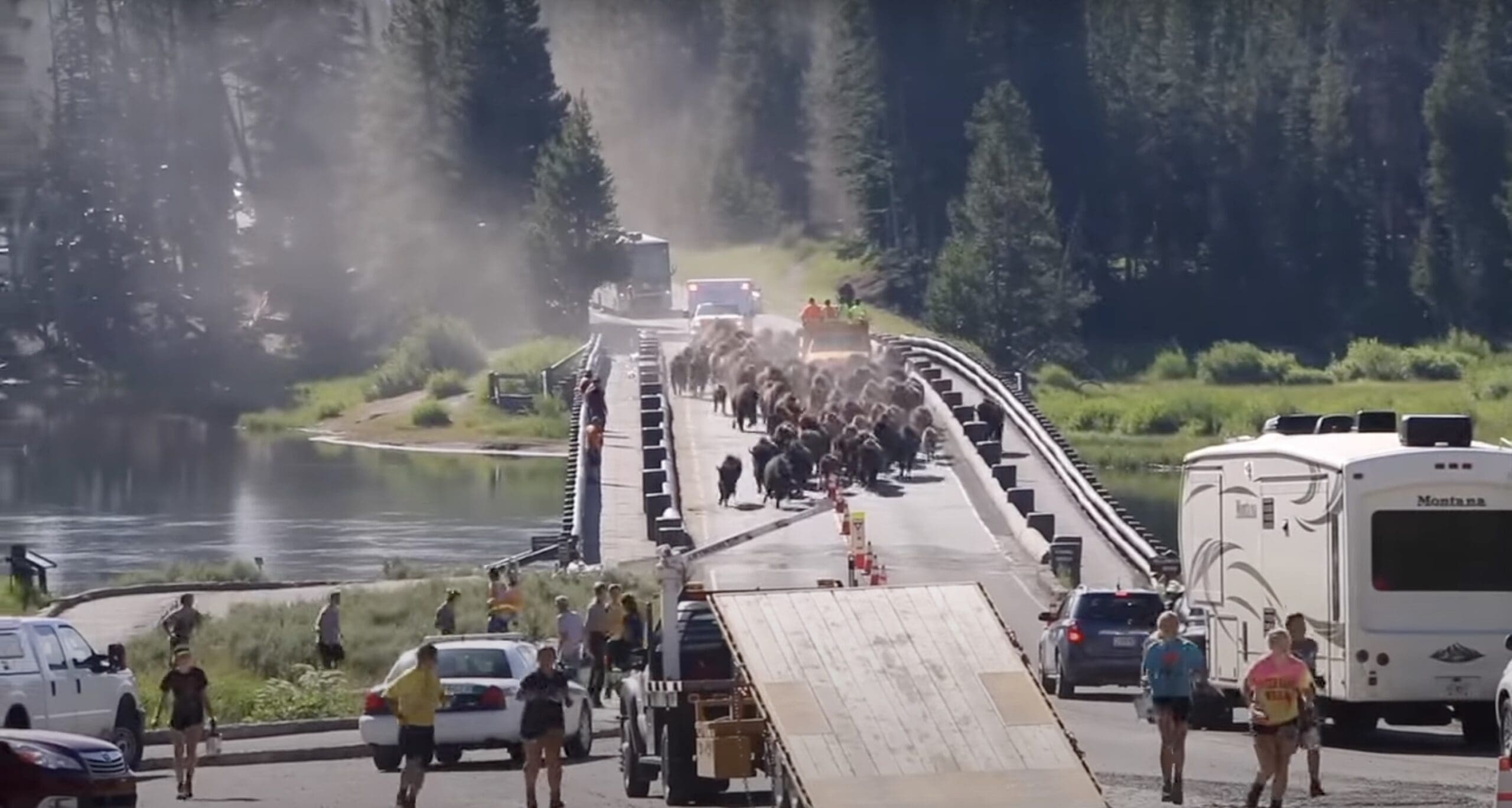 Yellowstone Bison Stampede Captured on Video: Tourists Flee for Safety