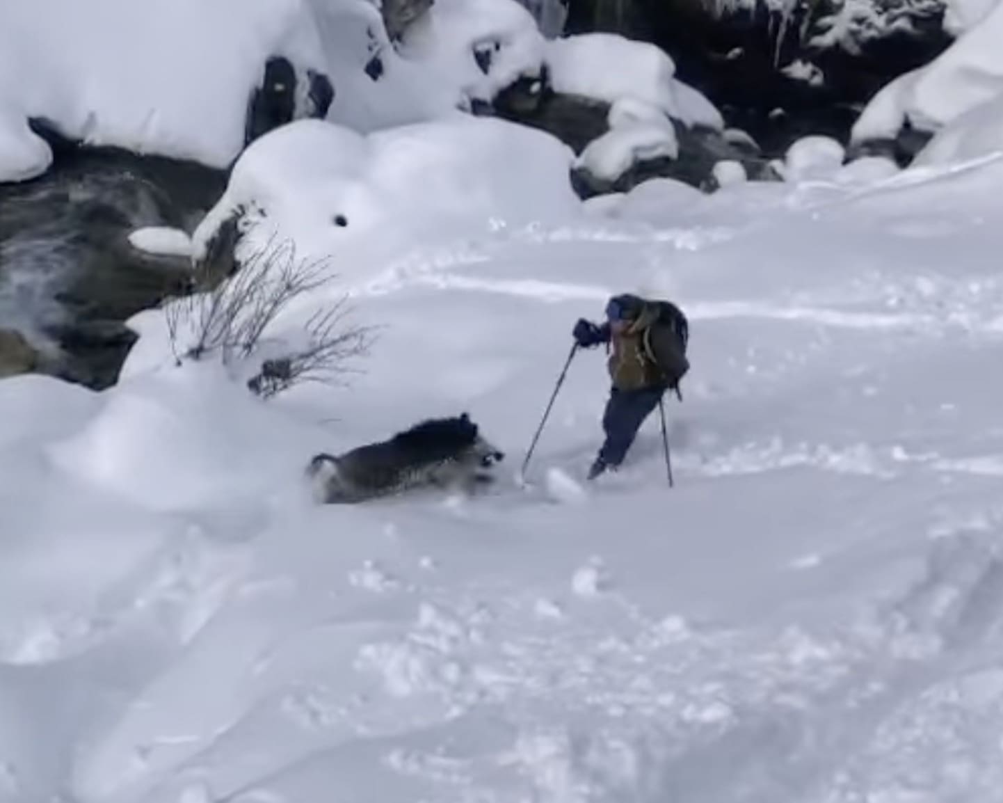 Wild boar attacks skier @ The Pyrenees Mountain Range