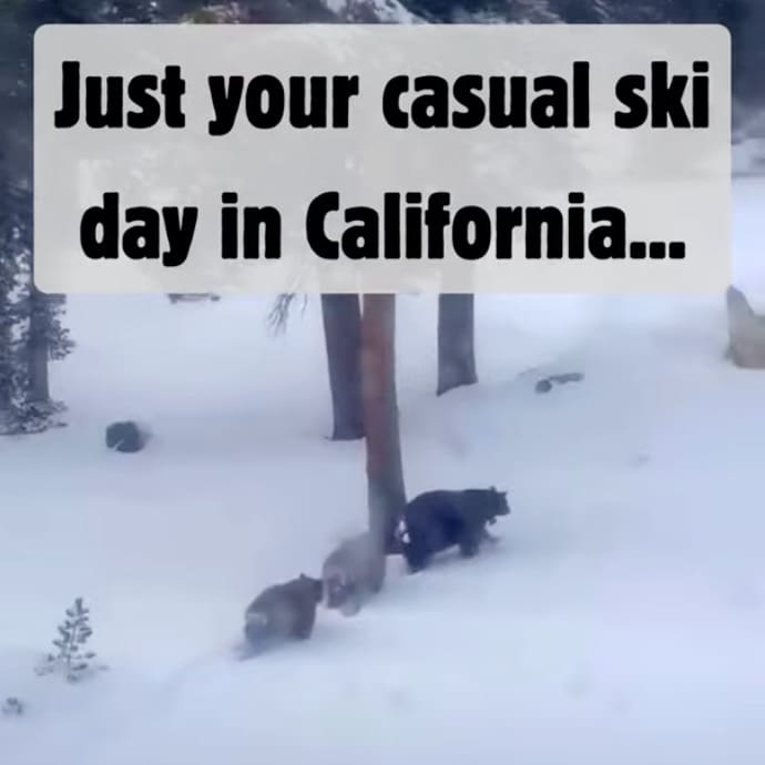 Bear family on the slopes of Heavenly Ski Resort