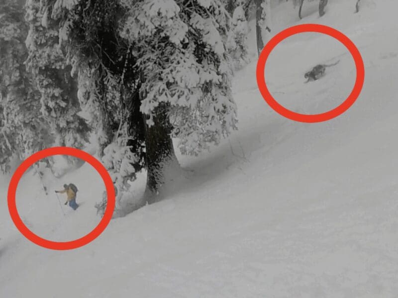 Skiers encounter snow leopard