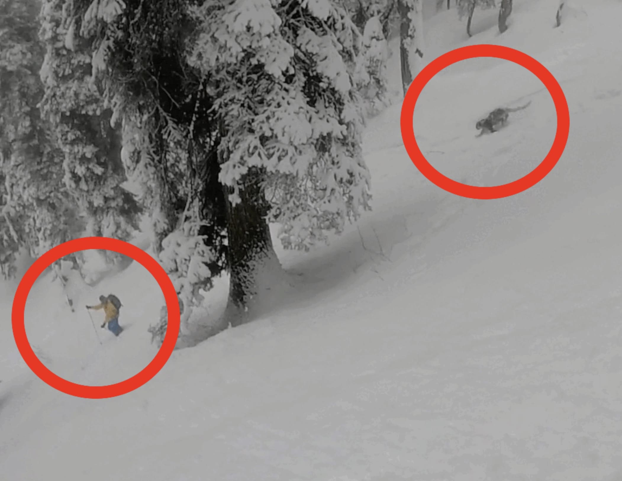 Skiers Close Encounter With Snow Leopard In The Mountains of Kashmir ...
