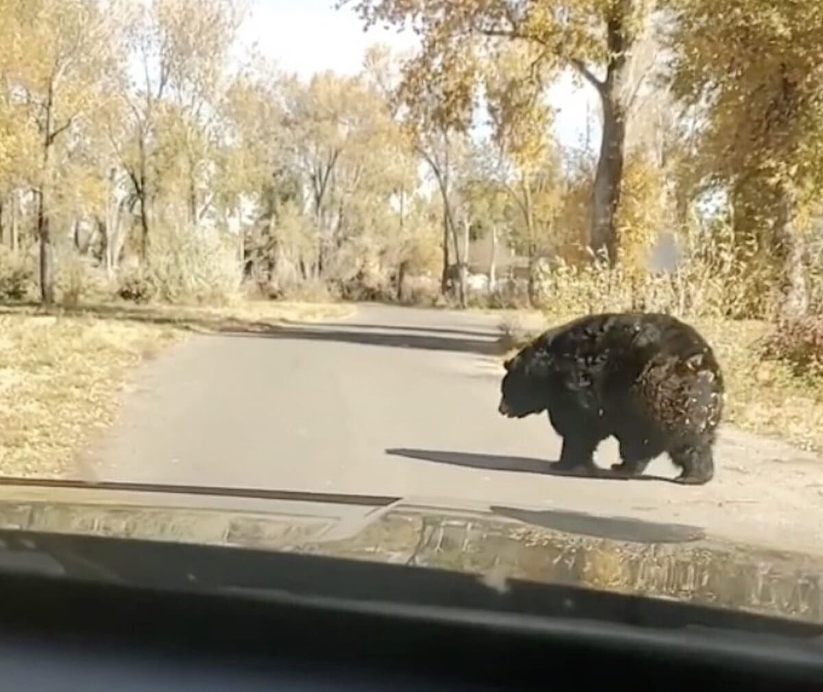 Enormous black bear struggles across the street.