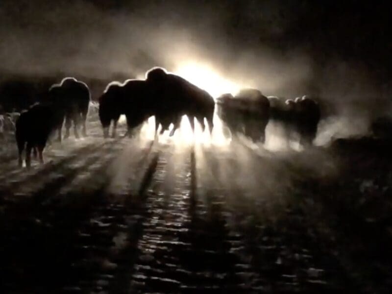 Bison herd tramples over a car.
