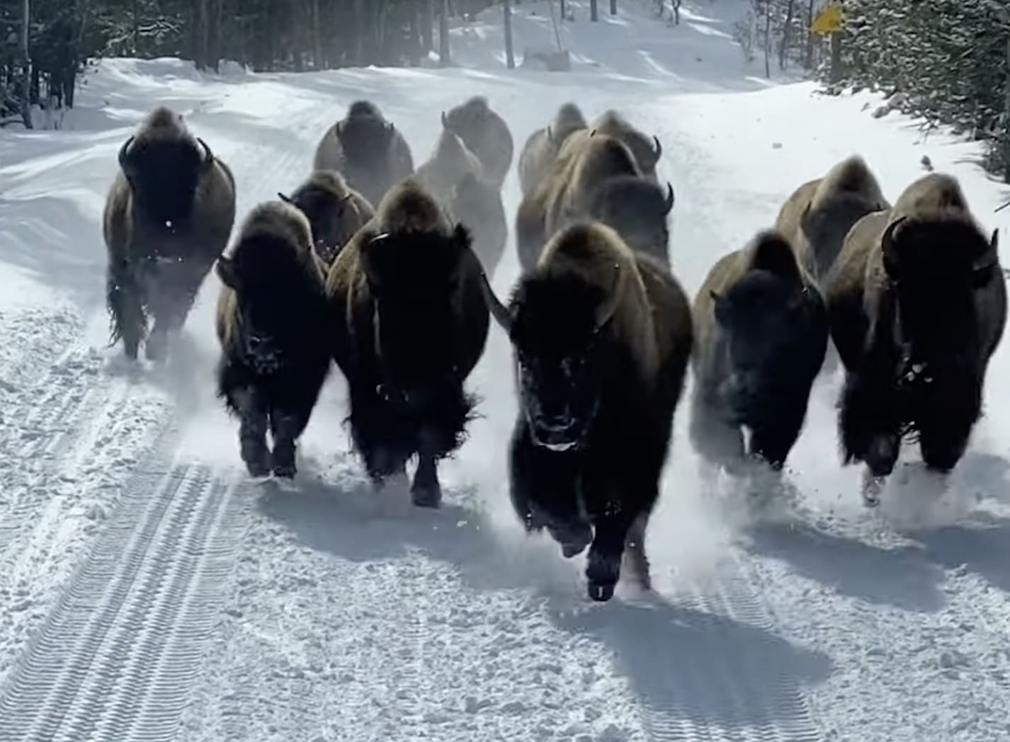 Bison Herd Stampedes Around Bus @ Yellowstone National Park ...